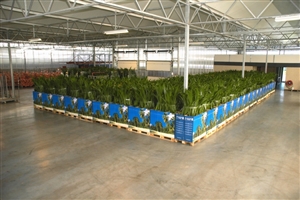 packing facility
