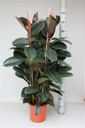 Ficus Abidjan 22cm