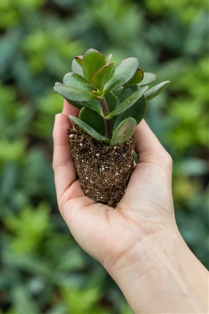 Plant in hand bij ovata