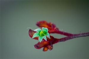 Anigozanthos Red Paw