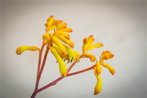 Anigozanthos Yellow Gem