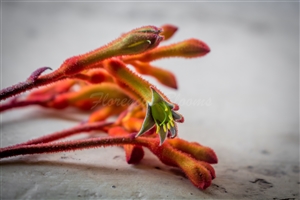 Anigozanthos Orange (2)