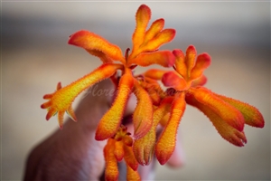 Anigozanthos Orange