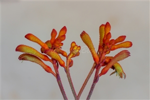 Anigozanthos Orange (3)