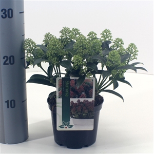 Skimmia japonica 'Marlot' P13   10 15 bloem   etiket   meetlat