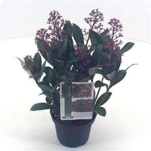 Skimmia japonica 'Rubella' P13 6 10 bloem   etiket   45gr