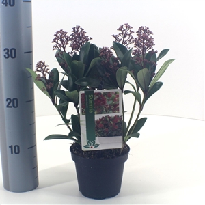 Skimmia japonica 'Rubella' P13 6 10 bloem   etiket   meetlat