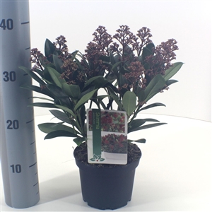 Skimmia japonica 'Rubella' P15 10 15 bloem   etiket   meetlat