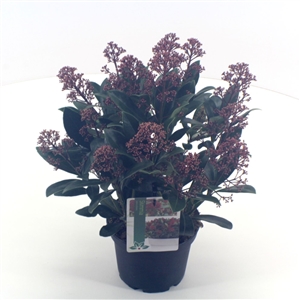 Skimmia japonica 'Rubella' P15 15 20 bloem   etiket   45gr