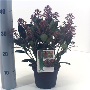 Skimmia japonica 'Rubella' P15 15 20 bloem   etiket   meetlat