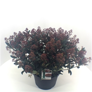 Skimmia japonica 'Rubinetta' P29 35 40 bloem   etiket   45gr