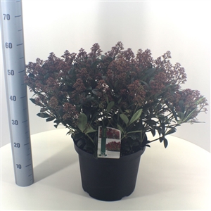 Skimmia japonica 'Rubinetta' P29 35 40 bloem   etiket   meetlat