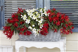 05 Begonia Beauvillea red, white P05218 BEEK w26 J19809 rr 6959