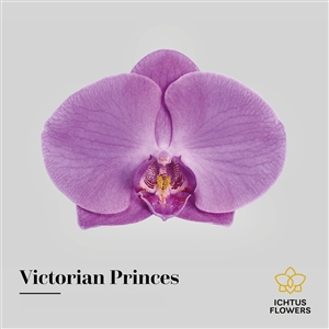 Victorian Princes bloem