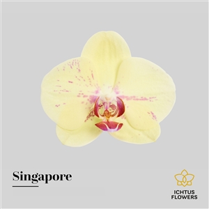 Singapore bloem