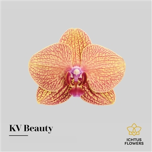 KV Beauty bloem