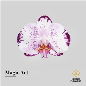 Magic Art bloem