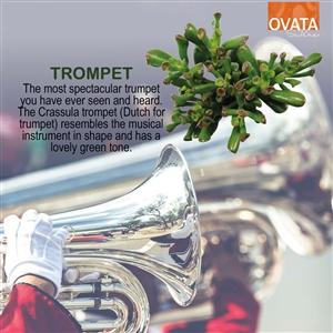 Crassula trompet - plant patent
