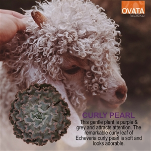 Echeveria curly pearl - plant patent