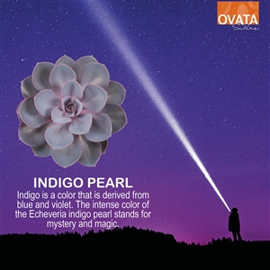 Echeveria indigo pearl - plant patent