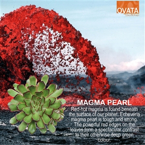 Echeveria magma pearl - plant patent