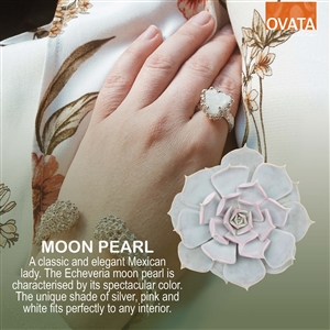 Echeveria moon pearl - plant patent