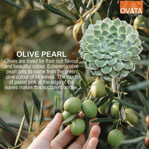 Echeveria olive pearl - plant patent