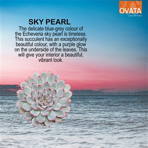 Echeveria sky pearl - plant patent