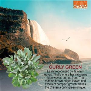 Crassula curly green - plant patent