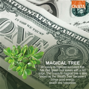 Crassula magical tree - plant patent