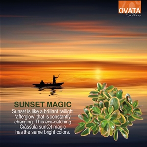 Crassula sunset magic - plant patent
