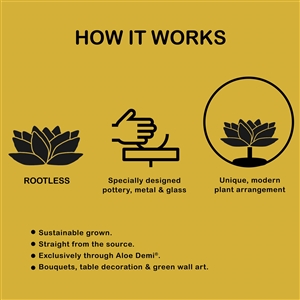 ROOTLESS how it works Aloe Demi7