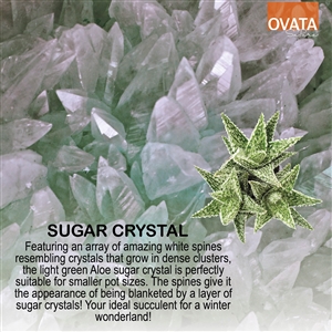 Aloe sugar crystal - plant patent