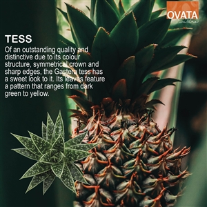 Gasteria tess - plant patent