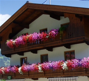 balconnen in bloei   kopie