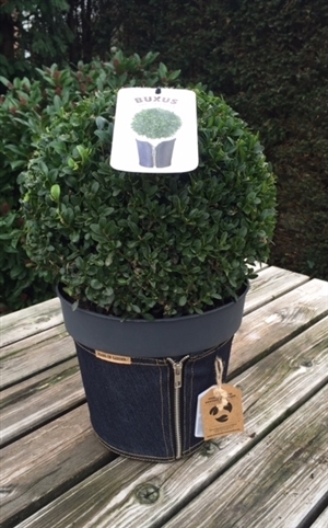 Buxus jeans of Garden antraciet