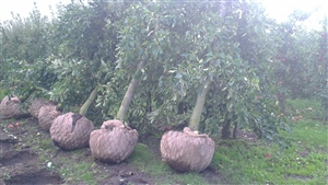 Golden Delicious 30 40