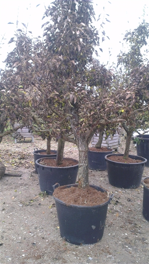 Pyrus Gieser Wildeman 30 40 C160