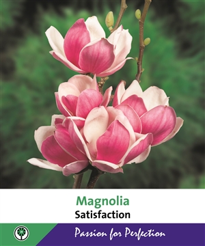 Magnolia Satisfaction   Beurspaneel