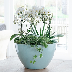 luxury orchid bowl