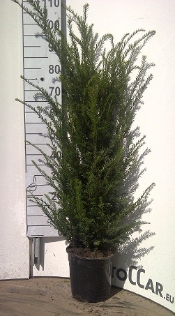 Taxus 100 120 cm