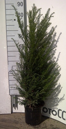 Taxus 80 100 cm