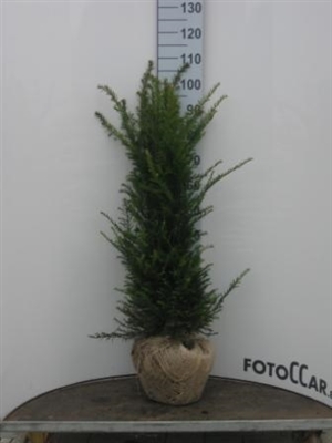 Taxus Baccata 80 100 kluit3