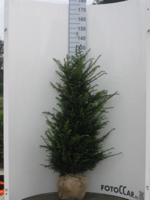 Taxus baccata 120 140cm kluit