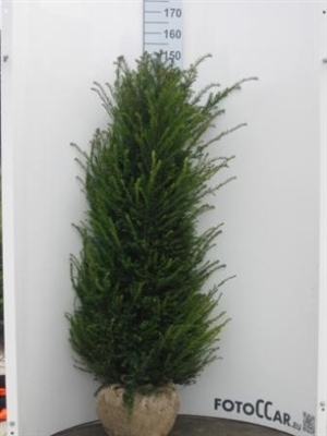 Taxus baccata 140 160 cm kluit