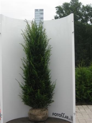 Taxus baccata 160 180 cm kluit