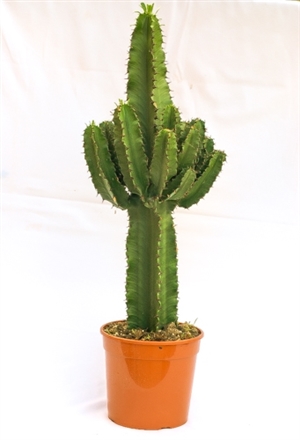 euphorbia