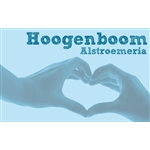 Hoogenboom-Alstroemeria