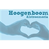 Hoogenboom-Alstroemeria