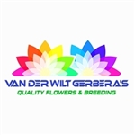Van-der-Wilt-Gerberas
